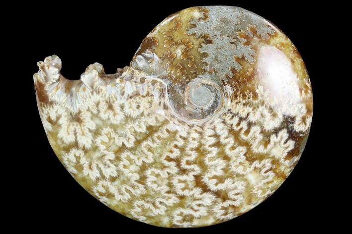 Polished, Agatized Ammonite #97340